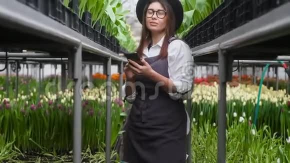 温室里的花商站在一排排郁金香上计算智能手机视频的预览图