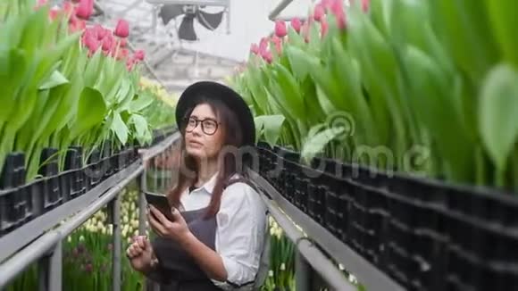 温室里的花商站在一排排郁金香上计算智能手机视频的预览图