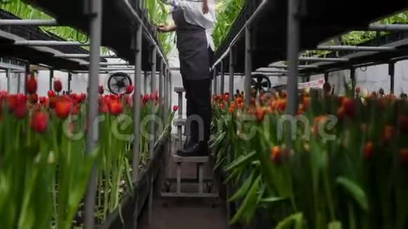 园丁女孩站在梯子上沿着一排排照顾种植郁金香视频的预览图