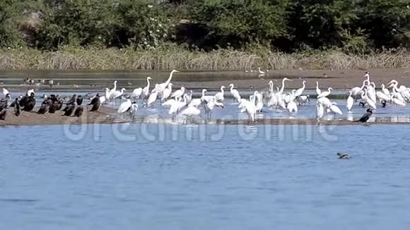 湖中的湿地鸟类白鹭和视频的预览图