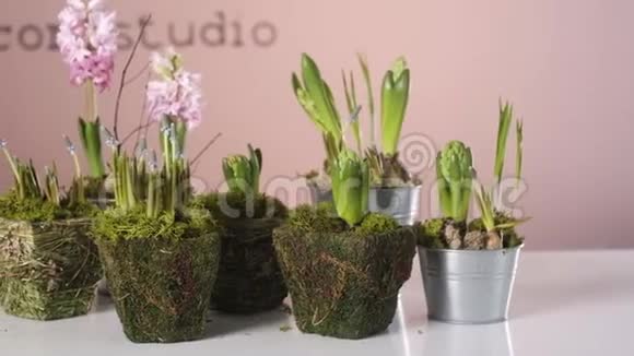 在苔藓装饰的花盆里绽放着美丽的风信子花店视频的预览图