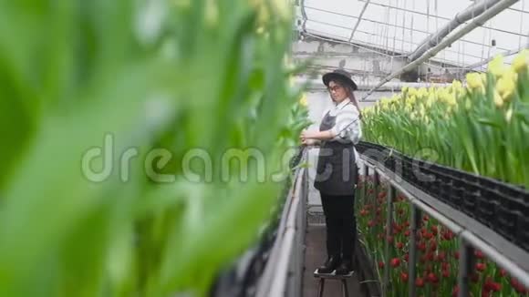 农民在温室里种花温室里的园丁视频的预览图