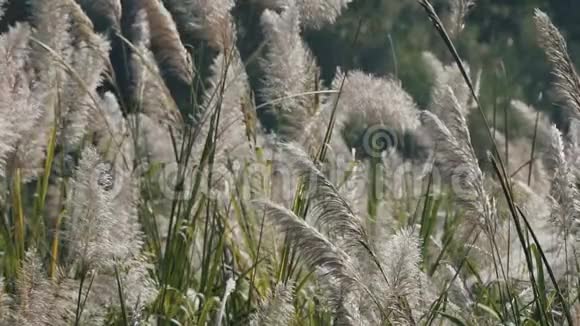 草在风中飘动视频的预览图