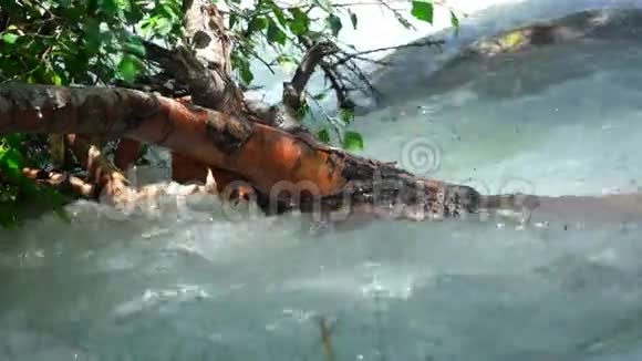 桦树的树枝在水里视频的预览图