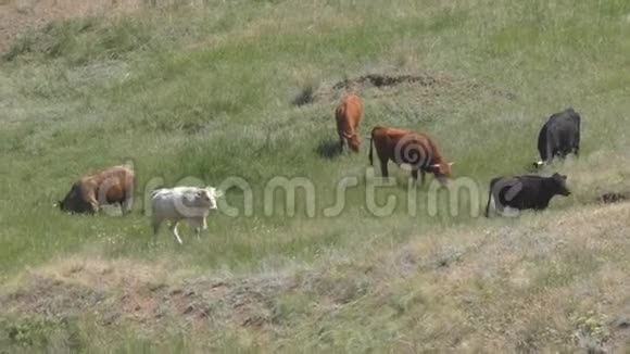 奶牛在山坡上放牧视频的预览图