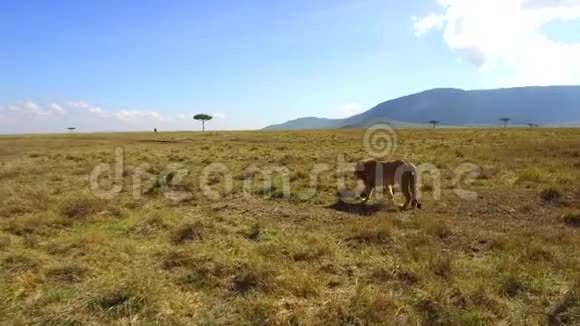非洲热带稀树草原上猎捕的年轻狮子视频的预览图