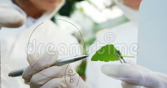 植物学家研究一片叶子视频的预览图