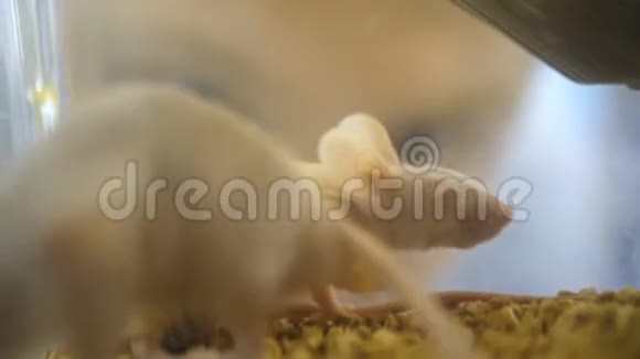 医学研究科学家在显微镜下检查实验室小鼠和组织样本她在灯光下工作视频的预览图