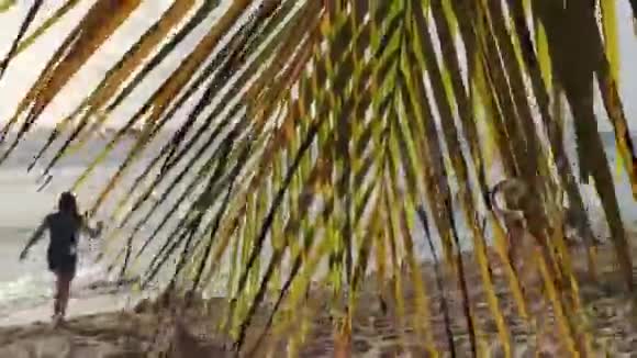 海滩上的棕榈叶细节视频的预览图