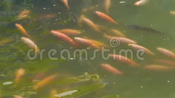 水中红宝石鱼视频的预览图