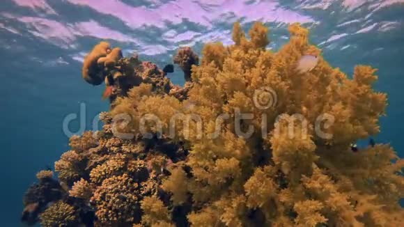 西兰花软珊瑚视频的预览图
