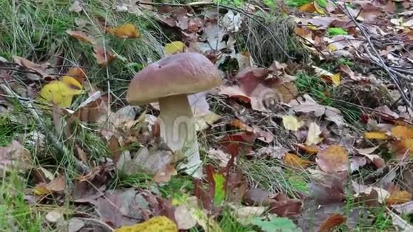 松树林中的蘑菇王博莱特蘑菇秋季视频的预览图