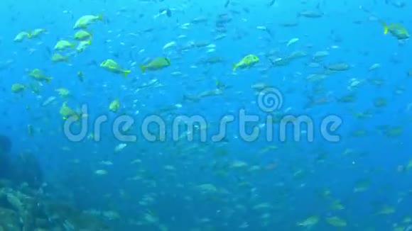 巴西水下鱼群视频的预览图