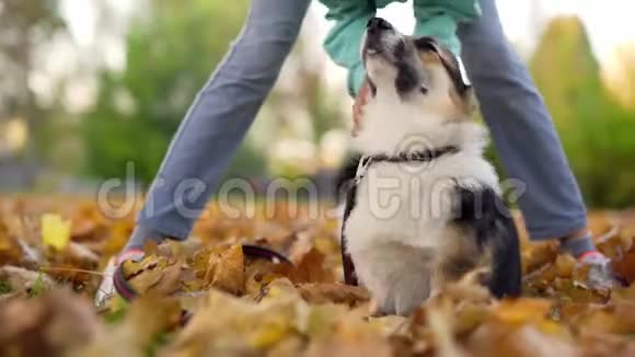 快乐微笑的女人拥抱和玩耍威尔士科尔吉彭布罗克狗在公园户外视频的预览图