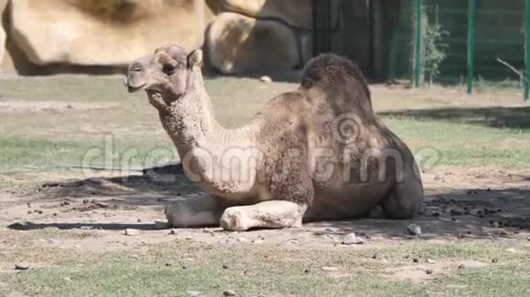 动物园里的骆驼躺在地板上视频的预览图