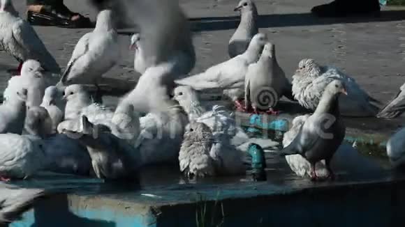 鸽子洗澡视频的预览图