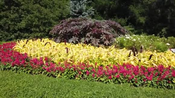 花园中的红花床视频的预览图