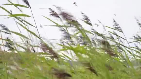 风中荡芦苇湖视频的预览图