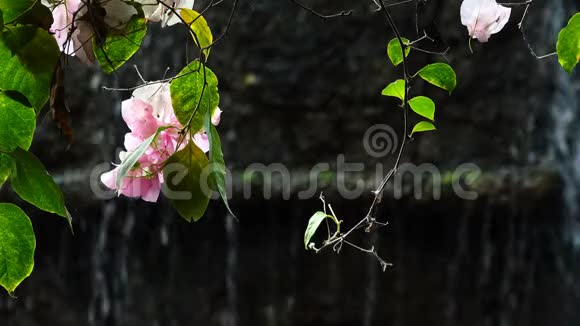 粉红花和瀑布视频的预览图