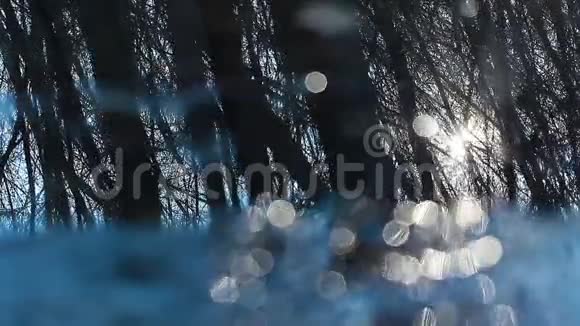 树倒在池塘里视频的预览图