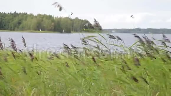风中荡芦苇湖视频的预览图