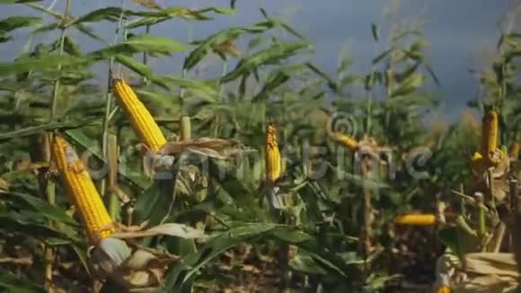田间玉米带杂草视频的预览图