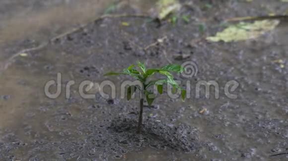 在雨中生长的小植物视频的预览图