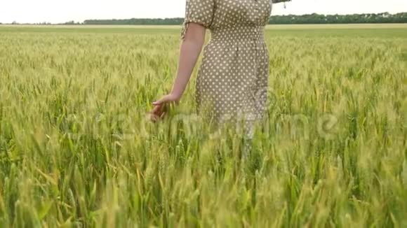 一个年轻快乐的女孩正走在麦田里抚摸着绿色的小麦小穗穿裙子的女人视频的预览图