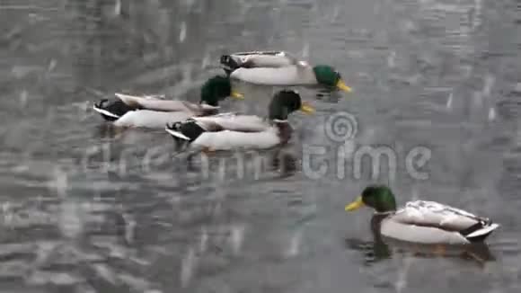 鸭子湖雪视频的预览图
