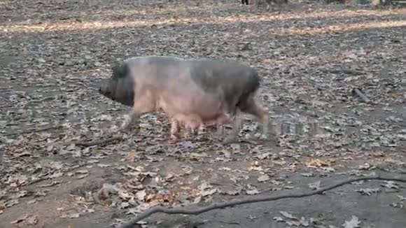 猪在森林里的牧场上视频的预览图