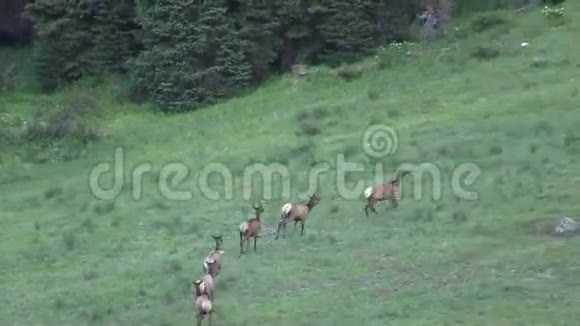 牛麋鹿奔跑视频的预览图
