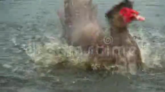 鸭子在水里飞溅视频的预览图