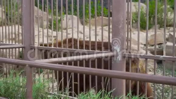 动物园里的大棕色熊视频的预览图