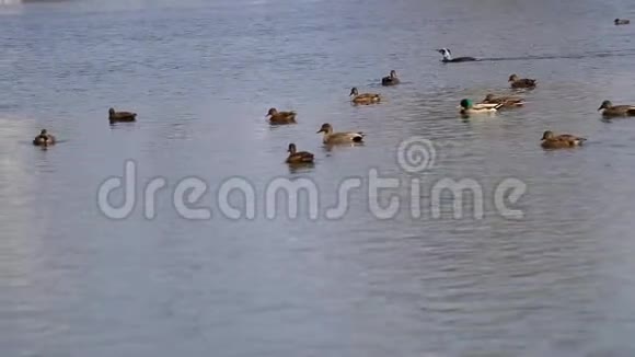 群鸭子游泳视频的预览图