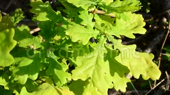 充满活力的英国橡树绿色树叶颤抖视频的预览图