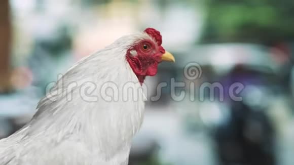 母鸡和模糊的越南街视频的预览图