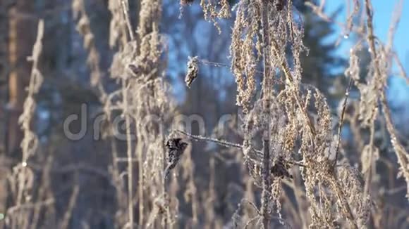 白雪皑皑的乡村里的干草视频的预览图