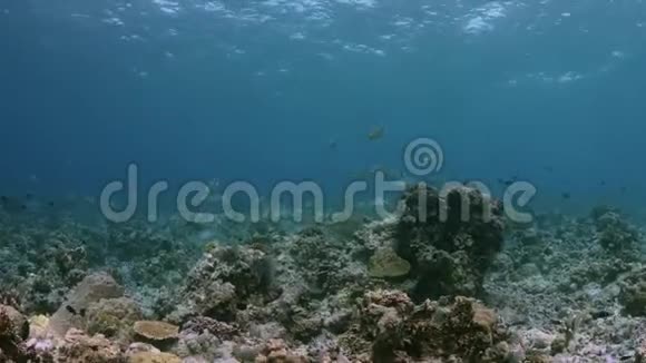 珊瑚礁4k上的帆鳍视频的预览图