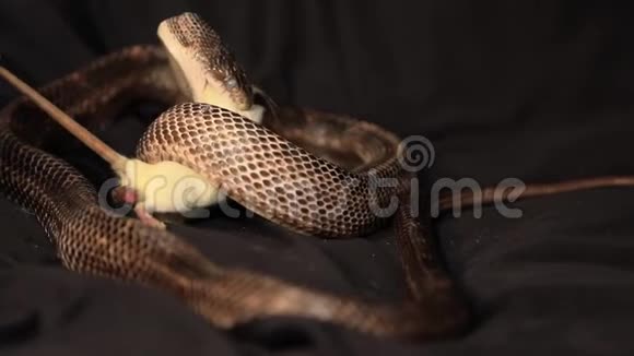 一条老鼠蛇用牙齿抓住老鼠视频的预览图