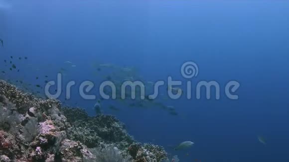 4k珊瑚礁上的拿破仑视频的预览图