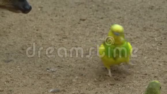 在沙滩上行走的鹦鹉视频的预览图