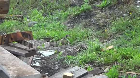 一只花栗鼠跑在草地上寻找食物视频的预览图