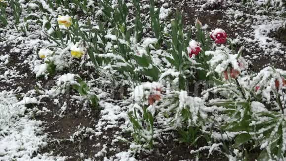 五月的春雪落在盛开的花朵上视频的预览图