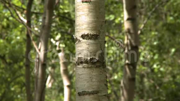 树树干上的树皮和结视频的预览图