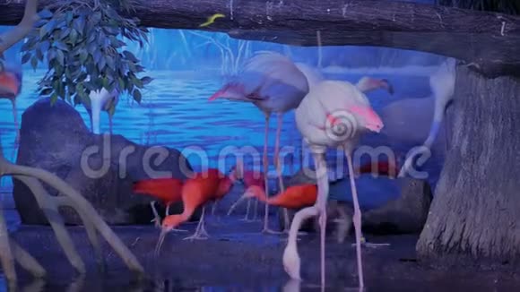动物园里的一群粉红火烈鸟视频的预览图