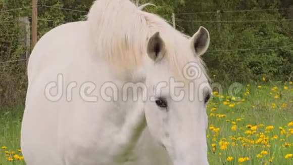 白马在牧场上散步视频的预览图