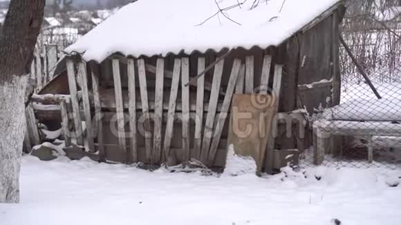 一间被遗弃在雪地里的旧木屋视频的预览图