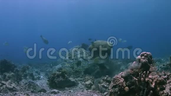 珊瑚礁4k上的帆鳍视频的预览图