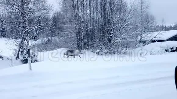驯鹿穿过拉普兰的道路视频的预览图