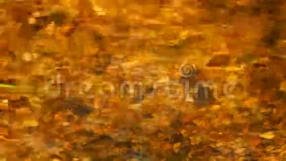 金色的溪流视频的预览图